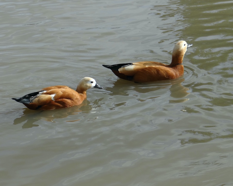 ruddy shelduck
